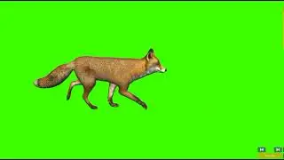 Fox Walking Green Screen | Green Screen fox | 