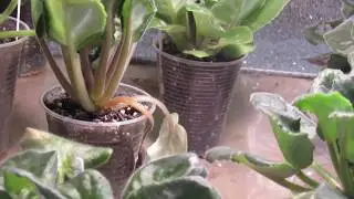 НЕЛЬЗЯ ДЕЛАТЬ ФИАЛКАМ В ЖАРУ !!! ПЕРВЫЕ ЖЕРТВЫ