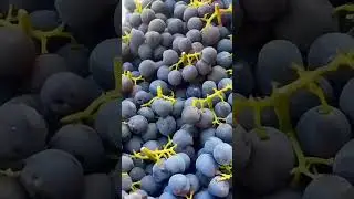 Puppies from the grape by Tsuriki Show