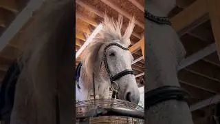 If Fabio Was A Horse 😎