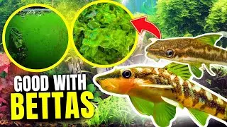Here Are The BEST Algae Eaters For Betta Fish...
