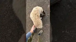Пес который покорил социальные сети 😱