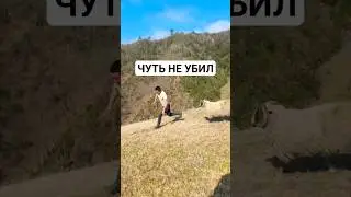 Вован показал барану 