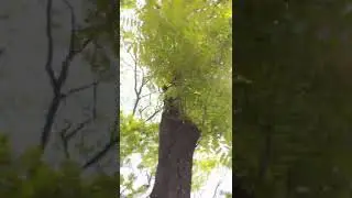 Google pixel  Camera test built-in stabilizer