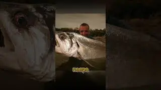Саблезубая рыба, которую можно найти только в Амазонке - Паяра