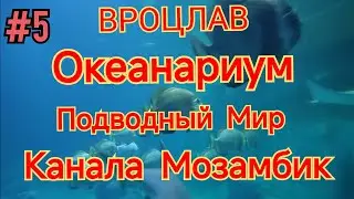 ВРОЦЛАВ ОКЕАНАРИУМ. ПОДВОДНЫЙ МИР КАНАЛА МОЗАМБИК. ЧЕРЕПАХИ, АКУЛЫ, СКАТЫ, МАНТЫ, ГРУППЕРЫ, И ДР.