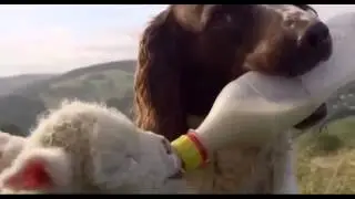 Собаки и Кошки самые ржачные