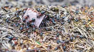 МУРАВЕЙНИК ОДАРИТ ДОБРОМ  СИЛЬНЫЙ РИТУАЛ  ДЛЯ ВСЕХ ▶️ ИНГА ХОСРОЕВА