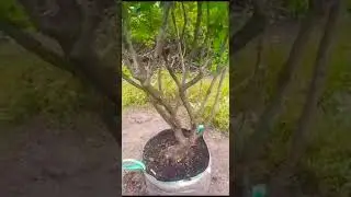 Сирень купить крупномер 