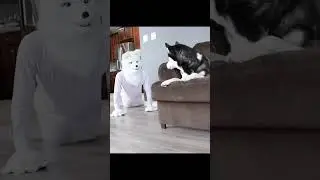 Husky Pranked By Wolf Mask! 