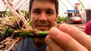 How to Grow Roses from Cuttings Fast and Easy | Rooting Rose Cuttings with a 2 Liter Bottle 