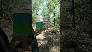 МЁД С КАЙФОМ 🐝