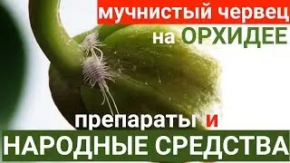 мучнистый червец на орхидее