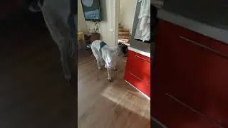 Коши. Тук Тук И Банда Тут!) Люськин Дом Сочи приют
