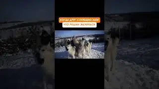 Когда лучший друг уходит в загс: как справиться с потерей друга #забавныесобаки #псы #собаки #пес