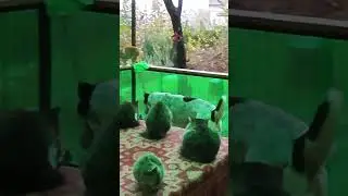🫧Алабай Рута Главная в прайде кошек. Ругаться не дает!) Рута Разберись!) 🫧