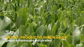 Bijao: producto innovador para empaques naturales- TvAgro por Juan Gonzalo Angel Restrepo