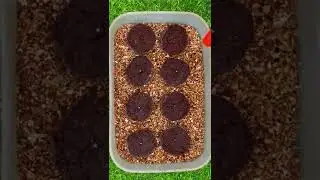 Сажаем эустому