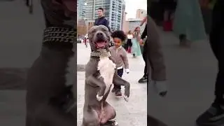 Заступился за собаку | Protected the dog 😅😂 #приколы #смешноевидео #смешно #funny #comedy #jokes