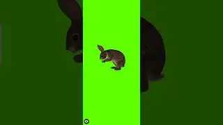 Green Screen eating Rabbit | 