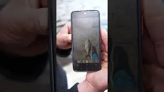 🎁 За НАЙБІЛЬШИЙ улов даруємо подарунок! Частина  5