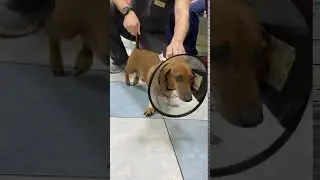 Шурик до лечения.