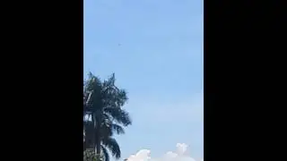 Burung besar terlihat di kampus UI