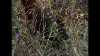 Охота в Зимбабве. Антилопа импала.