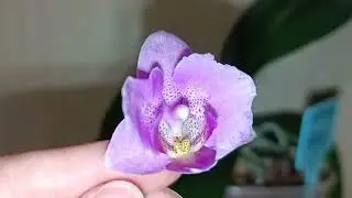 Phal. Little Mary 'Miki' (peloric). Фаленопсис Маленькая Мари. Микки
