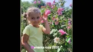 Дамасская роза.  Сезон 2020 г. Ждём нового сезона.