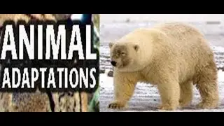 Animal  Adaptations for Kids -Lesson with Quiz