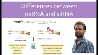 Difference between miRNA and siRNA. miRNA vs siRNA