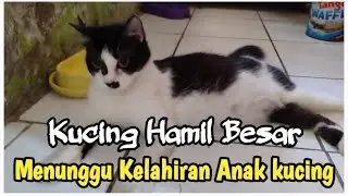 Si Bocil hamil besar, Sebentar lagi melahirkan