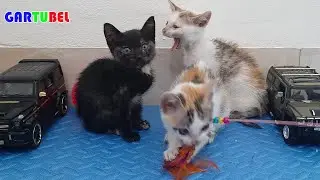 Cute Kittens With Funniest Situations And Practice Skills - Cats Funny 2023