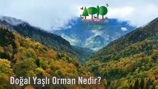 Doğal Yaşlı Orman Nedir? 🌳