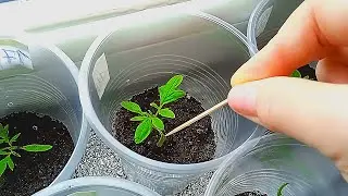 Если поникли семядольные листочки СРОЧНО сделайте так! Простое решение проблемы!