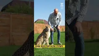 Пума Месси #животные #жизнь #animals #жизньдоипосле #cat #интервью