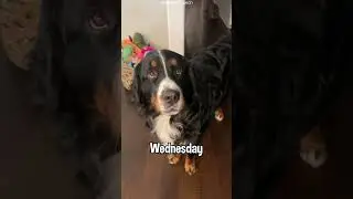 My Dog Tells Me Good Morning Every Single Day | 