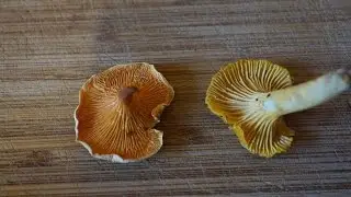 Chanterelle vs False Chanterelle