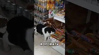 Кошка была необыкновенной воришкой 