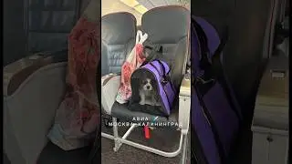 Девочка-Кавалерочка 🐶 благополучно доехала из Воронежа в Калининград к своей семье.Поехали с Музыкой