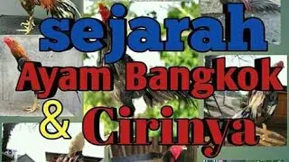 Ciri ciri ayam bangkok yang berkualitas super