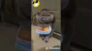 Котики Любовь  и Поцелуи  