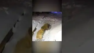 Кангал напал на медведя.