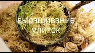 ВЫРАЩИВАНИЕ УЛИТОК/ выращивание ахатин и древесников