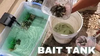 HOMEMADE Backyard BAIT WELL For POND! *First Live Feeding*