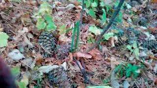 Кедровая шишка приморский край