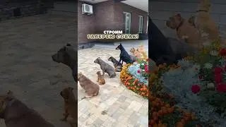 Строим собак в шеренгу по команде🫡 Хотите научиться так же?