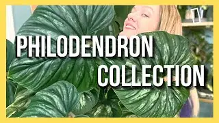 Philodendron Collection  ||  14 Varieties  ||  Soiled Plant