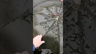 Китайские раколовки Зонтики! Как ловить раки зимой?